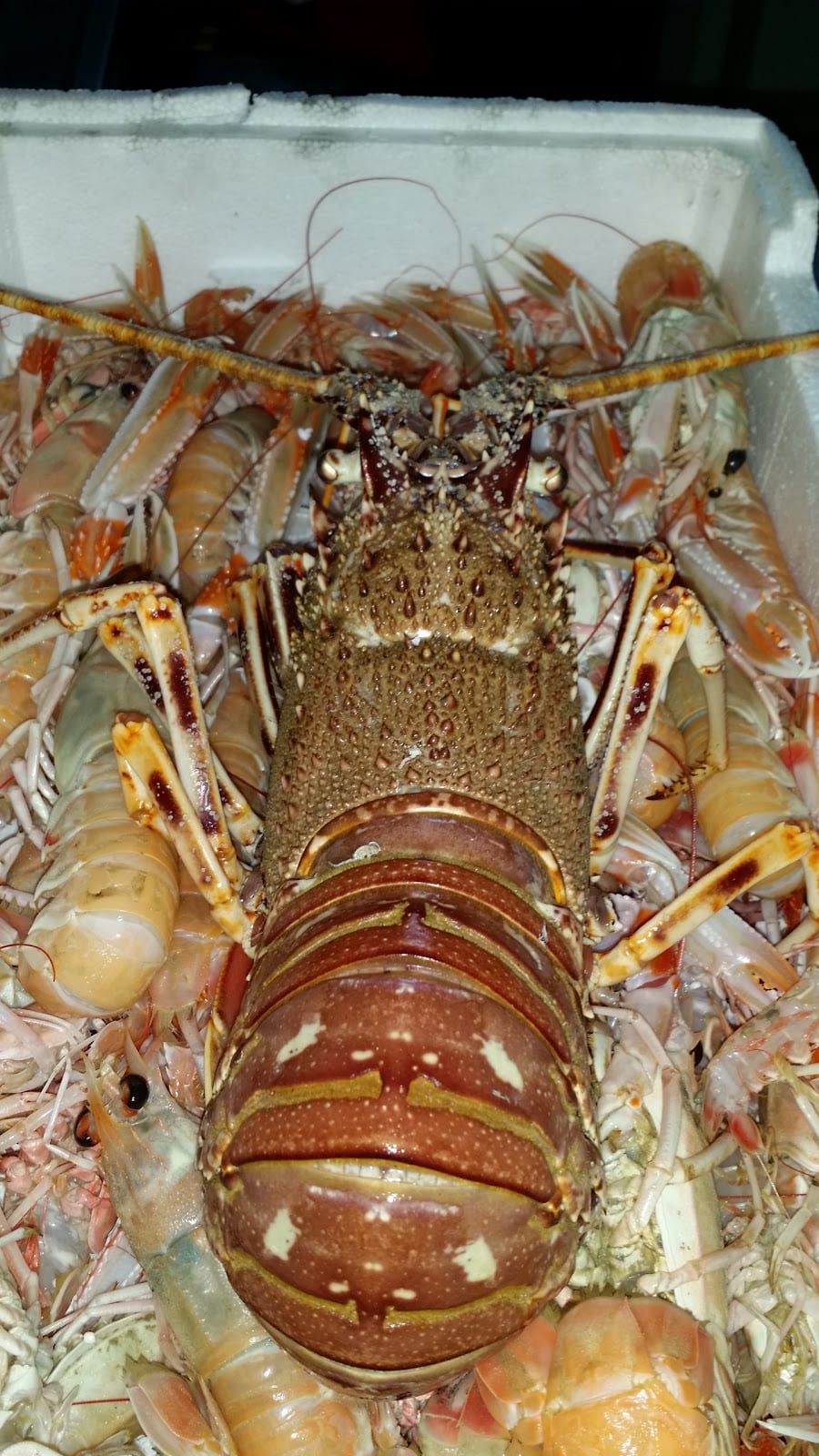 Aragosta e scampi freschi